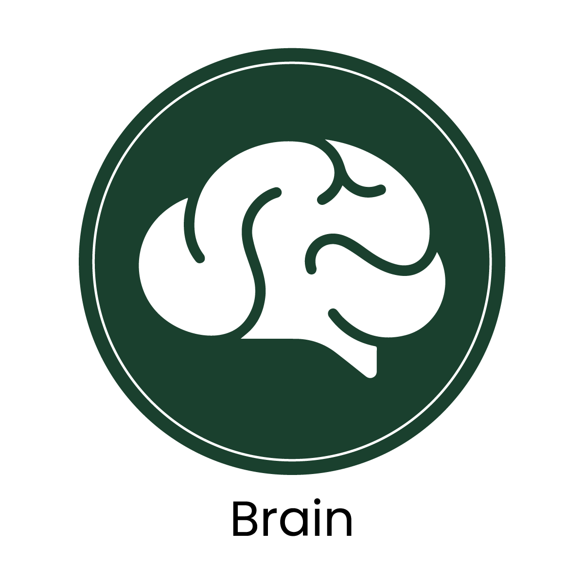 Brain